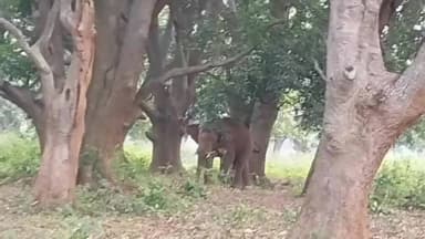 खूंटी: अम्मा बनई टोली गांव के नजदीक जंगली हाथी ने जमाया डेरा