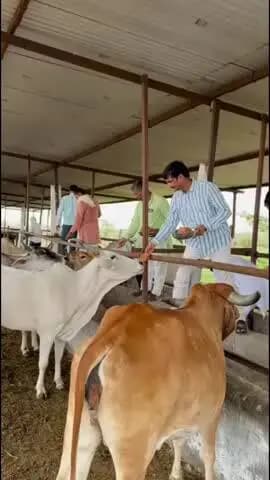 पावटा: लोकसभा नेता प्रतिपक्ष के जन्म दिवस पर गायों को खिलाया गया गुड़, वाहरा चार