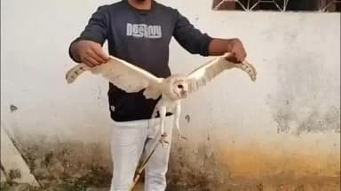 कुडू: कुडू पंडरा गांव में मिला दुर्लभ उल्लू, शमशेर आलम की सूझबूझ और तत्परता से सुरक्षित पहुंचा वन विभाग के संरक्षण में।