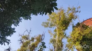 संभल: सदर कोतवाली के नगर पालिका मैदान में चीनी धागे में फंसे बेजुबान कबूतर को युवक ने पेड़ पर चढ़कर बचाया