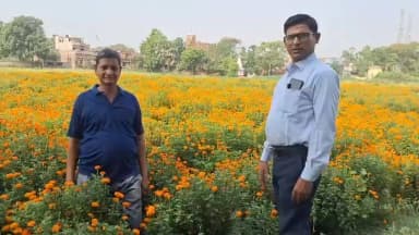 फूलों की खुशबू से बदली जिंदगी: मिथिलेश प्रसाद की प्रेरक सफलता की कहानी*
जहानाबाद जिले के मोदनगंज प्रखंड के मोदनगंज ग्राम निवासी श्री मिथिलेश प्रसाद ने अपनी मेहनत, दूरदर्शिता और नवाचार के बल पर खेती को लाभकारी व्यवसाय में बदलकर क्षेत्र के किसानों के लिए एक मिसाल कायम की है। एक साधारण किसान परिवार में जन्मे मिथिलेश प्रसाद की सफलता की कहानी संघर्ष, धैर्य और दृढ़ संकल्प की कहानी है।मिथलेश प्रसाद बताते हैं कि उच्च शिक्षा प्राप्त करने के बाद उन्होंने रोजगार की तलाश में अनेक प्रयास किए, लेकिन उन्हें अपेक्षित सफलता नहीं मिली।
इस बीच परिवार की आर्थिक जिम्मेदारियां बढ़ती गईं और वृद्ध पिता के लिए खेती का कार्य संभालना कठिन होने लगा। ऐसे समय में मिथिलेश प्रसाद ने खेती को ही अपनी आजीविका का आधार बनाया और एक दिन वे जिला उद्यान कार्यालय, जहानाबाद पहुंचे, जहां उन्हें उद्यानिकी फसलों की खेती एवं विभाग द्वारा संचालित योजनाओं की जानकारी मिली।
*उन्होंने पारंपरिक खेती के साथ गेंदा फूल की खेती शुरू करने का निर्णय लिया। प्रारंभ में सीमित क्षेत्र में की गई खेती से उन्हें उत्साहजनक परिणाम मिले। जब उन्होंने अपने उत्पादों की बिक्री पटना के प्रमुख बाजारों एवं मंदिरों में शुरू की, तो उन्हें पारंपरिक फसलों की तुलना में कहीं अधिक लाभ प्राप्त हुआ।*
इस सफलता ने उन्हें आगे बढ़ने का आत्मविश्वास दिया। धीरे-धीरे उन्होंने गेंदा फूल की खेती का दायरा बढ़ाया और इसे बड़े पैमाने पर अपनाया। उनकी मेहनत और सफलता को देखकर आसपास के किसान भी प्रेरित हुए। आज मोदनगंज क्षेत्र में वर्षभर बड़े पैमाने पर गेंदा फूल की खेती की जाती है और अनेक किसान इससे बेहतर आय अर्जित कर रहे हैं।
*वर्तमान में मिथिलेश प्रसाद गेंदा फूल की खेती के साथ-साथ भिंडी, नेनुआ, करेला एवं अन्य सब्जियों की भी खेती कर रहे हैं। उद्यान विभाग के सहयोग एवं आधुनिक कृषि पद्धतियों के उपयोग से उनकी आय में उल्लेखनीय वृद्धि हुई है। वे प्रतिवर्ष लाखों रुपये की आय अर्जित कर रहे हैं तथा 10 से 15 लोगों को नियमित रोजगार भी उपलब्ध करा रहे हैं।*
मिथिलेश प्रसाद का मानना है कि किसान यदि पारंपरिक खेती के साथ उद्यानिकी फसलों को अपनाएं और आधुनिक तकनीकों का उपयोग करें, तो उनकी आय में उल्लेखनीय वृद्धि हो सकती है। आज उनके खेतों में खिले फूल केवल खुशबू ही नहीं बिखेर रहे हैं, बल्कि क्षेत्र के किसानों के लिए समृद्धि, आत्मनिर्भरता और नई संभावनाओं का संदेश भी दे रहे हैं।
मिथिलेश प्रसाद की यह सफलता की कहानी अन्य किसानों के लिए प्रेरणा का स्रोत है। मिथिलेश प्रसाद किसानों से अपील करते हैं कि वे पारंपरिक खेती के साथ-साथ उद्यानिकी फसलों की खेती को अपनाएं तथा कृषि एवं उद्यान विभाग द्वारा संचालित योजनाओं का लाभ उठाकर अपनी आय बढ़ाएं। उनका मानना है कि आधुनिक तकनीकों और वैज्ञानिक पद्धतियों के उपयोग से खेती को अधिक लाभकारी बनाया जा सकता है।
वे अपनी इस सफलता का श्रेय अपने परिवार के सदस्यों, जिला उद्यान कार्यालय, जहानाबाद के पदाधिकारियों एवं कर्मियों तथा उन सभी किसानों को देते हैं, जिन्होंने समय-समय पर उनका सहयोग और उत्साहवर्धन किया। मिथिलेश प्रसाद कहते हैं कि विभाग द्वारा मिले मार्गदर्शन और तकनीकी सहयोग ने उन्हें नई दिशा दी, जिसके परिणामस्वरूप वे आज आर्थिक रूप से सशक्त होने के साथ-साथ अन्य किसानों के लिए भी प्रेरणा का स्रोत बन सके हैं।
#जिला_प्रशासन_जहानाबाद
#IPRDBihar
Information & Public Relations Department, Government of Bihar