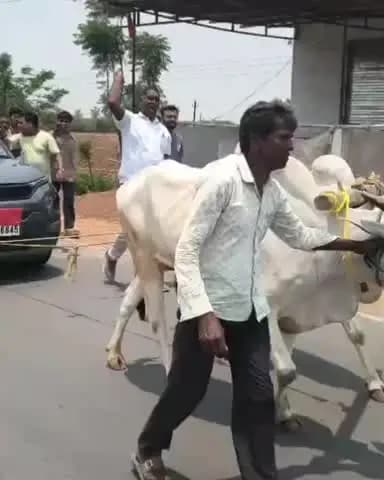 पलारी: रस्ते पर डीजल खत्म होने पर जिला पंचायत सदस्य रवि बंजारे ने बैल से खिंचवाई कार, पेट्रोल पंप पर हुआ हंगामा