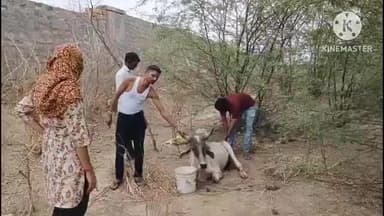 पाली: पाली पंचायत समिति के भावरी गांव में जंगल में बीमारी से तड़प रही गाय को गो भक्तों ने रेस्क्यू कर पोल गौशाला भेजा