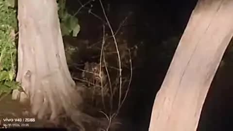 ग्राम पाथरी और थोटामाल के बीच दिखा अचानक बाघ गाड़ी में सवार सभी लोग हक्के-बक्के हुए हैं