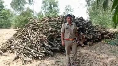नजीबाबाद: नजीबाबाद में लकड़ी माफियों ने काटे आम के छह हरे-भरे पेड़