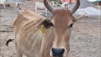 गरौठा: 84 गौशालाओं के बावजूद सड़कों पर भटक रहे गौवंश, गरौठा में बदहाल सेवा की खुली पोल