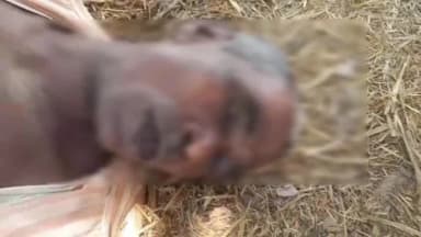 चंदिया: खेत की मचान पर फांसी के फंदे से लटका मिला अधेड़, चंदिया के कौड़िया गांव में सनसनी, पुलिस जांच में जुटी