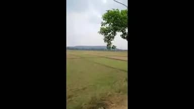 पतरातू: बड़कागांव के पूर्व विधायक अंबा प्रसाद खेती करते हुए नजर आ रही हैं