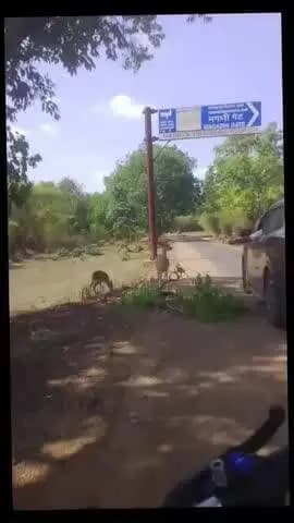Bandhavgarh National Park magdhi get bandhavgarh 📍