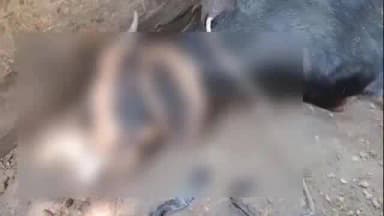 কালনা ১: জামাই ষষ্ঠীর রাতে খাসির মুখে ব্ল্যাক টেপ! অভিনব কায়দায় চুরি, আতঙ্কে নতুনগ্রাম