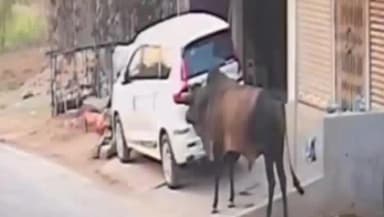 केतार: केतार में आवारा सांड का आतंक: एक की मौत, वाहन क्षतिग्रस्त, ग्रामीणों ने रेस्क्यू की लगाई गुहार