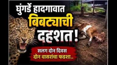 घनसावंगी: घुंगर्डे हादगावात बिबट्याची दहशत; सलग दोन दिवस एकाच शेतकऱ्यांच्या दोन वासरांचा फडशा, ग्रामस्थांमध्ये भीतीचे वातावरण..