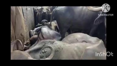 ଧର୍ମଗଡ: ରାଇଘର ରୁ ପାର୍ବୀପୁରମକୁ ମଇଁଷି ଚାଲାଣ, କୋକସରା ଢଙ୍ଗରୀଗୁଡା ଠାରେ ପୁଲିସ ଦ୍ଵାରା ଜବତ