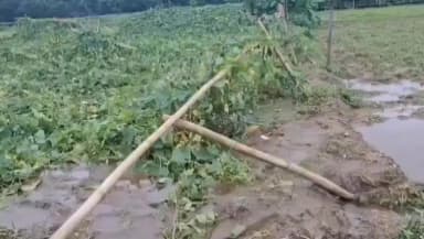 আলিপুরদুয়ার ২: ছোট চৌকির বস এলাকায় হাতির তাণ্ডবের ফলে ক্ষতির পরিমাণ কম করে ১৫ লক্ষ টাকা