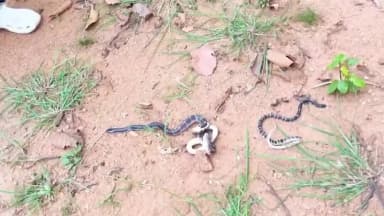 गोमिया: कथारा में 'साइलेंट किलर' कहे जाने वाले कॉमन क्रैत सांपों को लेकर चेतावनी जारी,खेत मे मिला सांप
