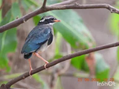 धमतरी: टाइगर रिजर्व में दो दुर्लभ खोज, हॉर्नबिल और भारतीय पिट्टा पक्षी दिखाई दिए