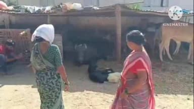 ఆర్మూర్: ఆర్మూర్ లో రెండు తలలతో లేగ దూడ జననం, చూసేందుకు ఎగబడుతున్న జనం, వైరల్ గా మారిన వీడియో