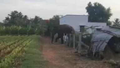 அவிநாசி: அவிநாசி அடுத்த சாவக்கட்டு பாளையத்தில் ஒற்றை காட்டு யானை விவசாய நிலங்களை சேதப்படுத்துவதாக புகார்