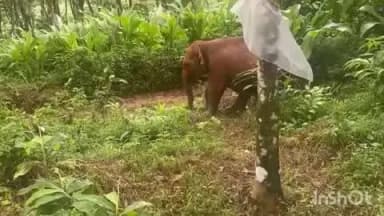 കോന്നി: തണ്ണിത്തോട്ടിൽ കിണറ്റിൽ വീണ കുട്ടിയാനയെ കരയ്ക്ക് കയറ്റി
