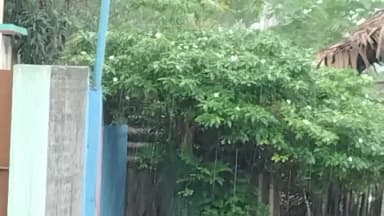 ରାୟଗଡା: ରାୟଗଡ଼ା ରେ ମୌସୁମୀ ବର୍ଷା,ଝିପି ଝିପି ବର୍ଷା ସହ କୋହଲା ପାଗା