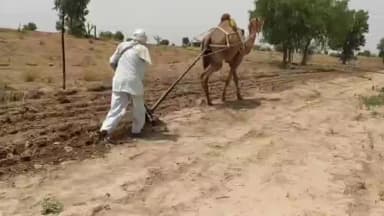 लूनकरनसर: बरसात से गुलजार हुए बरानी खेत और फील्ड फायरिंग रेंज, पशुपालक और किसानों ने किया खेतों की ओर रुख