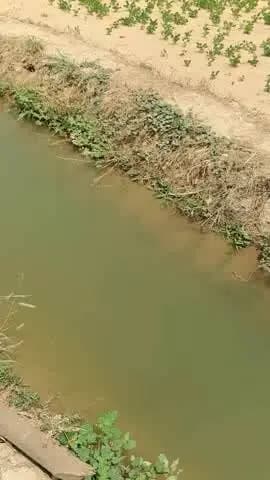 cak 353 Rd me ramesh के khet me
पानी निकलता हुआ najr aa rha h