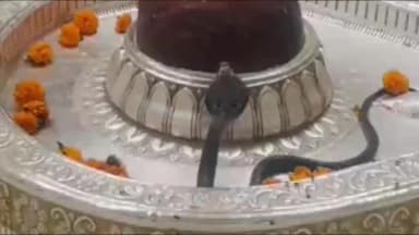 थानेसर: कुरुक्षेत्र के ऐतिहासिक संगमेश्वर महादेव धाम में शिवलिंग के पास बैठा मिला नाग, पुजारी को देख मारी फूंकार