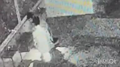 गुरुग्राम: गुरुग्राम के सेक्टर 46 के हनुमान मंदिर में लाखों की चोरी,सीसीटीवी कैमरों में कैद हुई चोरी की वारदात