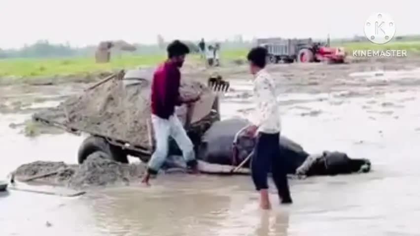 सहारनपुर: चिलकाना में ओवरलोड पशु की बेरहमी से पिटाई, रेत में धंसे पैर और दर्दनाक तड़प का वीडियो सोशल मीडिया पर वायरल