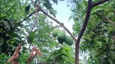 जगदीशपुर: टिकठी गांव में 6 बीघा जमीन पर 25 प्रकार की आम की बागवानी बनी आकर्षण का केंद्र