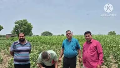 सोनीपत: जिले में कपास और धान फसलों का संयुक्त सर्वेक्षण, किसानों को कीट एवं रोग प्रबंधन के वैज्ञानिक उपाय बताए