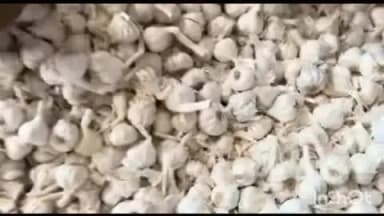 बारां: बारां शहर की कृषि उपज मंडी में मंगलवार को लहसुन ₹6600 से ₹22310 और गेहूं ₹2386 से ₹2731 प्रति क्विंटल बिका