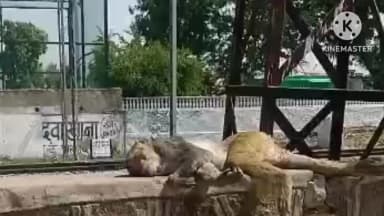 दौसा: मंडी फाटक के समीप हाई टेंशन लाइट से चिपका मासूम बंदर, नागरिक की तत्परता और गौ सेवा संघ के प्रयासों से मिला जीवनदान