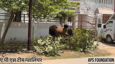 ये नन्दी महाराज बहुत दिनों से चल नही पा रहे थे 🥺
Respect girls help poor help animals
#apsgurjar #viral #gwalior #help