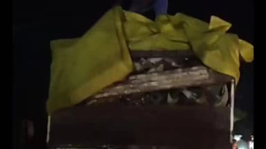 जबलपुर: गोहलपुर में गोवंश के शवों से भरा वाहन जब्त; ड्राइवर के बयान के बाद नर्मदा जिलेटिन फैक्ट्री में देर रात हंगामा !!