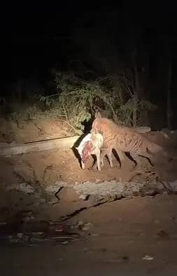 திருவண்ணாமலை: பண்ணாரி வனத்தில் இரவு நேரத்தில் கழுதைப்புலிகள் நாயின் உடலை கவ்விச் சென்ற வீடியோ!