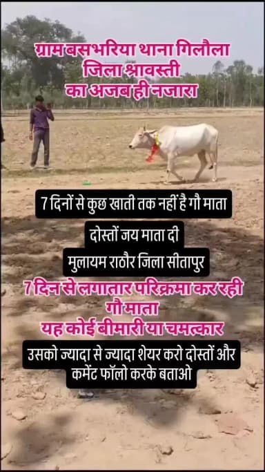 गौ माता वीडियो का शहर के लिए