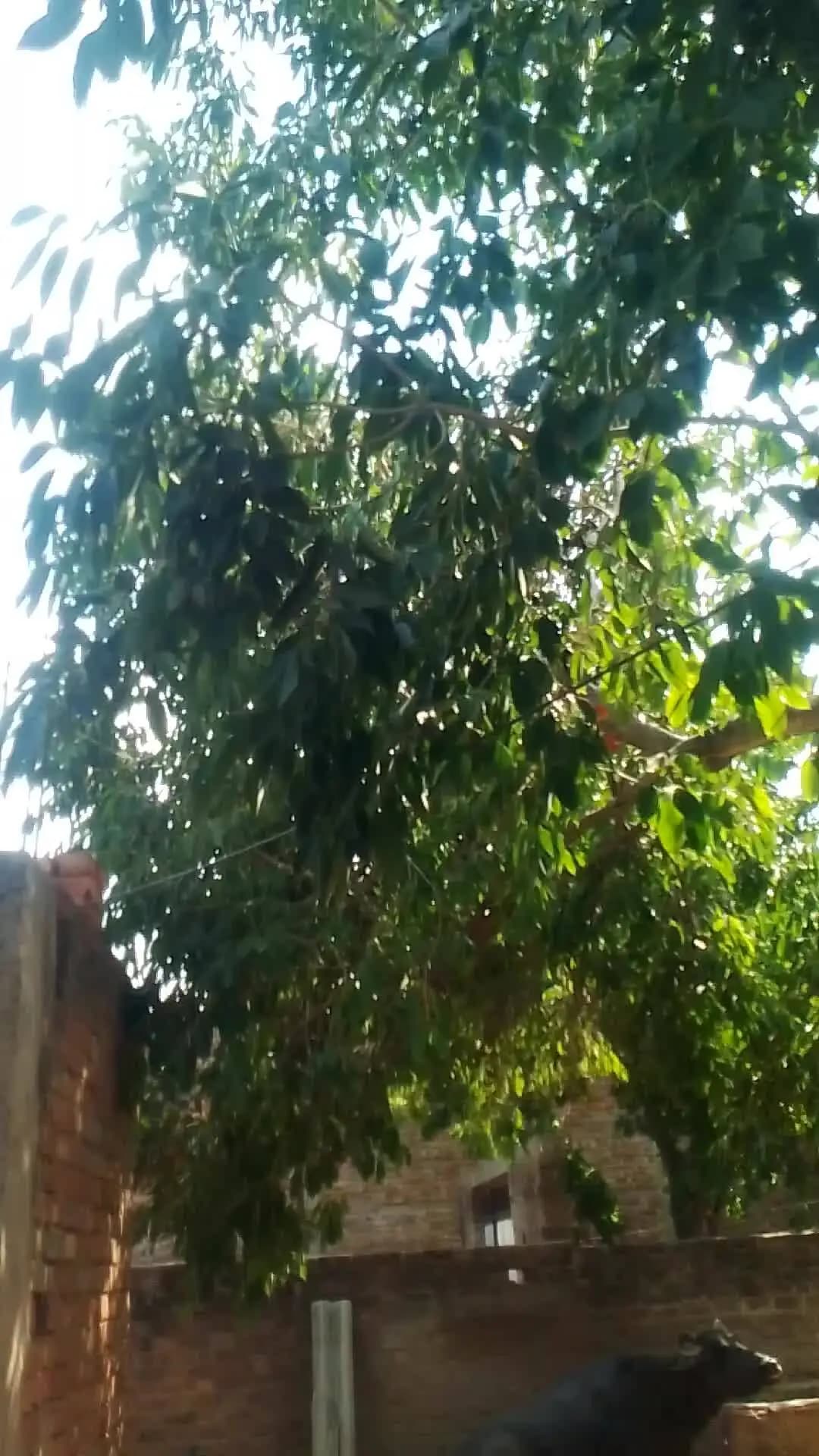 jamun ye hi mare aap lo aa ja khane ke liye Yaye jaldi