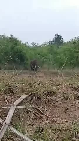 बलौदाबाज़ार: हाथी मित्र दल बारनवापारा बना गजराजों का नया आशियाना, हाथी मित्र दल की सतर्कता से टल रहे बड़े हादसे