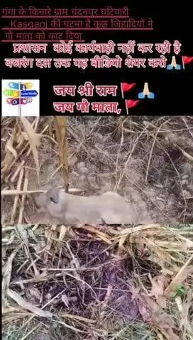 ग्राम चंदनपुर घटियारी , कासगंज, गौ हत्या जिहादी मुसलमान द्वारा