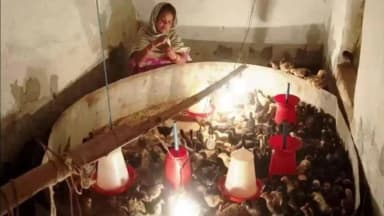 भानुप्रतापपुर: ग्राम कराठी में बिहान से बदली लच्छंतीन बाई की जिंदगी, मुर्गी पालन, मशरूम और चटिया मिल से बनीं आत्मनिर्भर