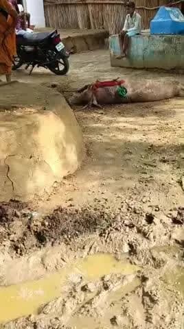 किसी का भी सुगरा खो गया है तो ग्राम डोंगरपुरा में पकड़ लिया h जगमोहन or दाताराम जामदार के यहां है