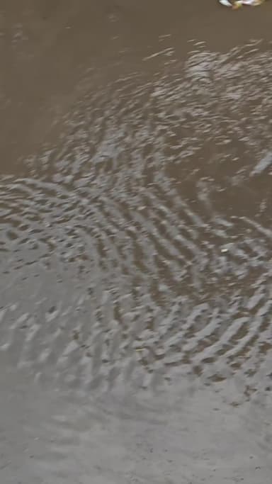जबलपुर: भारत कॉलोनी, वार्ड 76 में जलभराव व नालों का गंदा पानी घरों में घुस रहा है। शिकायतों के बाद भी समाधान नहीं।