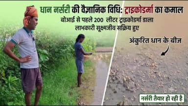 यह अंकुरित धान का बीज है। बोआई से पहले खेत में 200 लीटर ट्राइकोडर्मा डाला गया, जिससे लाभकारी सूक्ष्मजीव सक्रिय हुए। अब ध