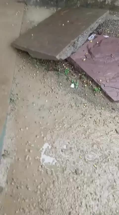ग्राम बेरछ गोदाम में पानी भर जाने के कारण अधिक नुकसान। बलकिशुन पांचाल खाली करते हुए और कोई कर्मचारी मौजूद नहीं है।