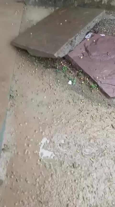 ग्राम बेरछ गोदाम में पानी भर जाने के कारण अधिक नुकसान। बलकिशुन पांचाल खाली करते हुए और कोई कर्मचारी मौजूद नहीं है।