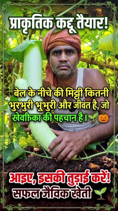 "प्राकृतिक विधि से उगाया गया हमारा कद्दू अब पूरी तरह तैयार है। आइए, इसकी तुड़ाई करते हैं और देखिए—बेल के नीचे की मिट्टी