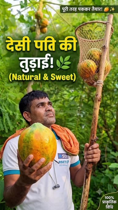 🌿 प्राकृतिक विधि से उगाया गया हमारा देसी पपीता अब पूरी तरह पककर तैयार है। आइए, आज इस मीठे और पौष्टिक पपीते की तुड़ाई कर
