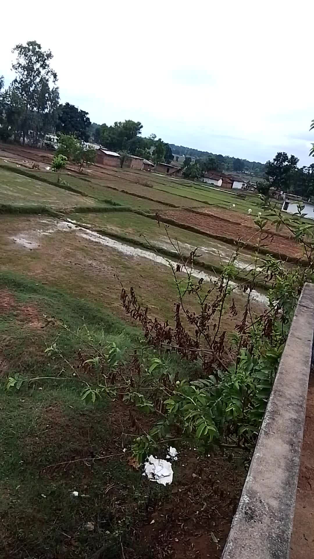 Gram sarwahi kala taja khabar