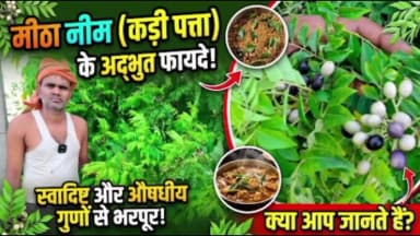 🌿 यह कड़ी पत्ता है, जिसे मीठा नीम भी कहते हैं।यह स्वादिष्ट होने के साथ औषधीय गुणों से भरपूर है।
